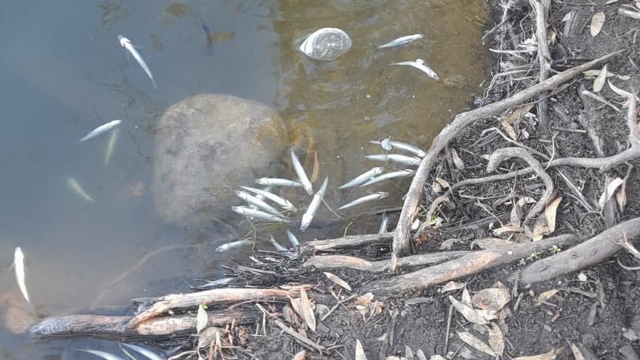 Preocupación en Valle Fértil por nueva aparición de peces muertos en el dique