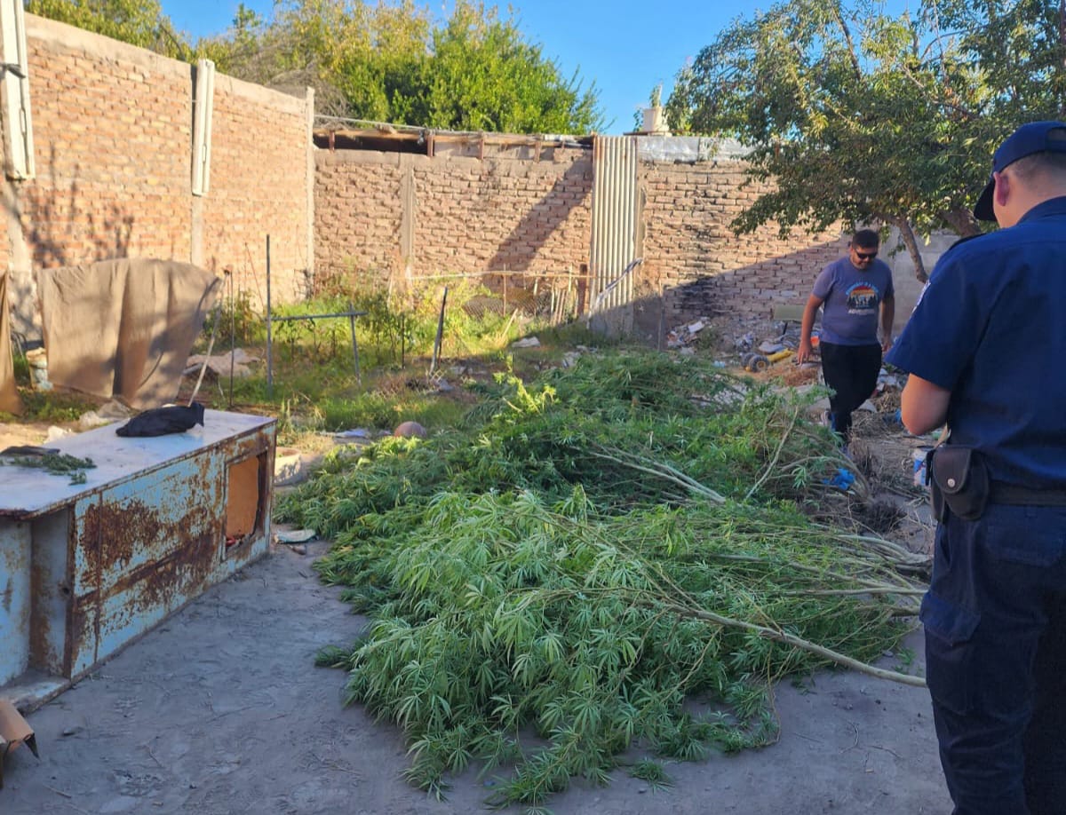 Allanamiento en Caucete: buscaban elementos robados y hallaron plantas de marihuana