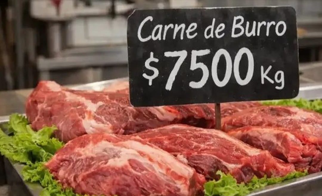 Carne de burro en la mesa: habló el productor chubutense que impulsa la venta y generó debate