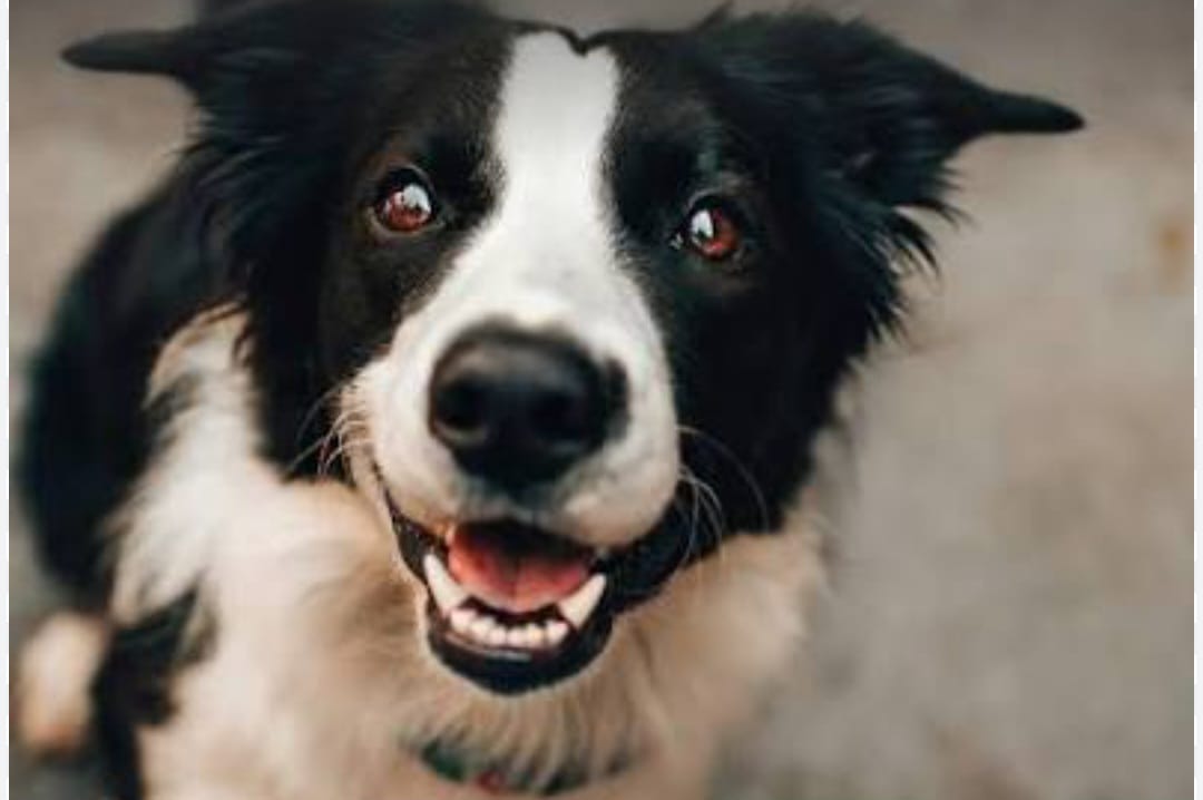 Día del Animal: actividades para cuidar a tu mascota en su día