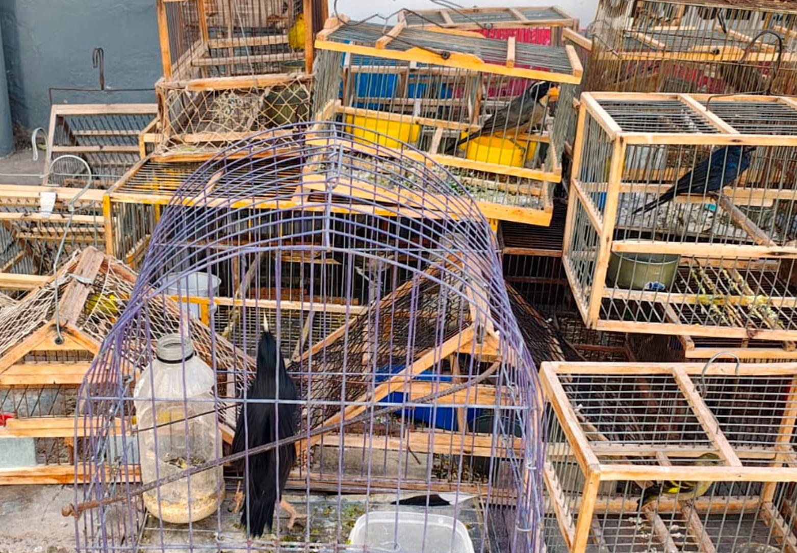 De jaulas a la libertad: rescatan 28 aves en el Día del Animal