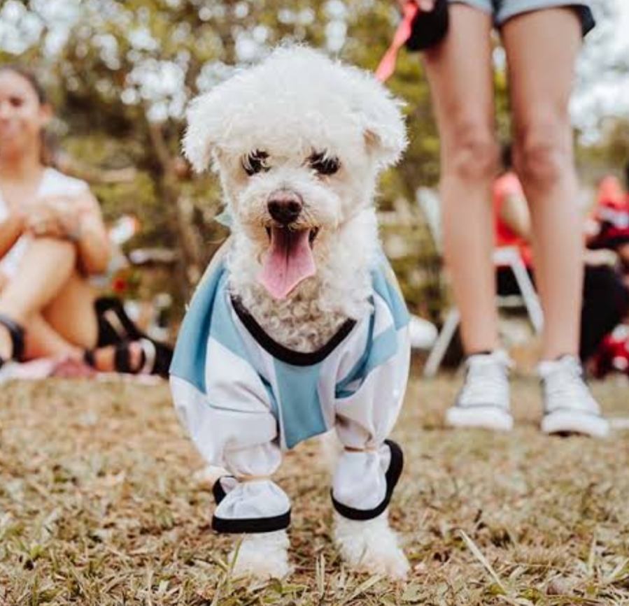 9 de Julio celebrará el Día del Animal con un desfile de mascotas en Plaza Independencia