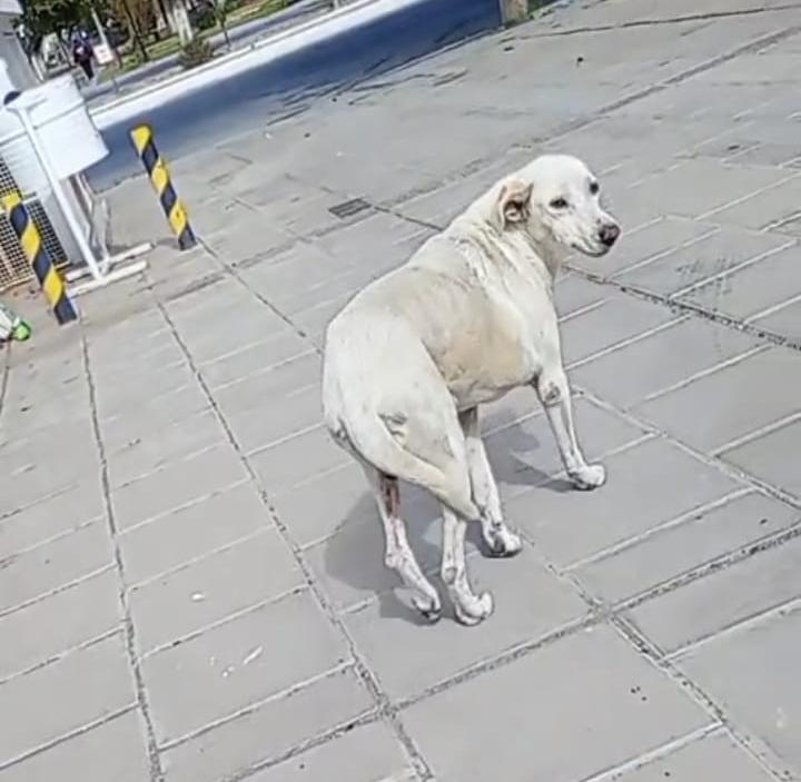 “Blanca sobrevivió de la operación donde le sacaron un tumor de gran tamaño”