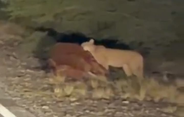 Un encuentro inesperado: un puma comiendo a la vera de la ruta en Valle Fértil