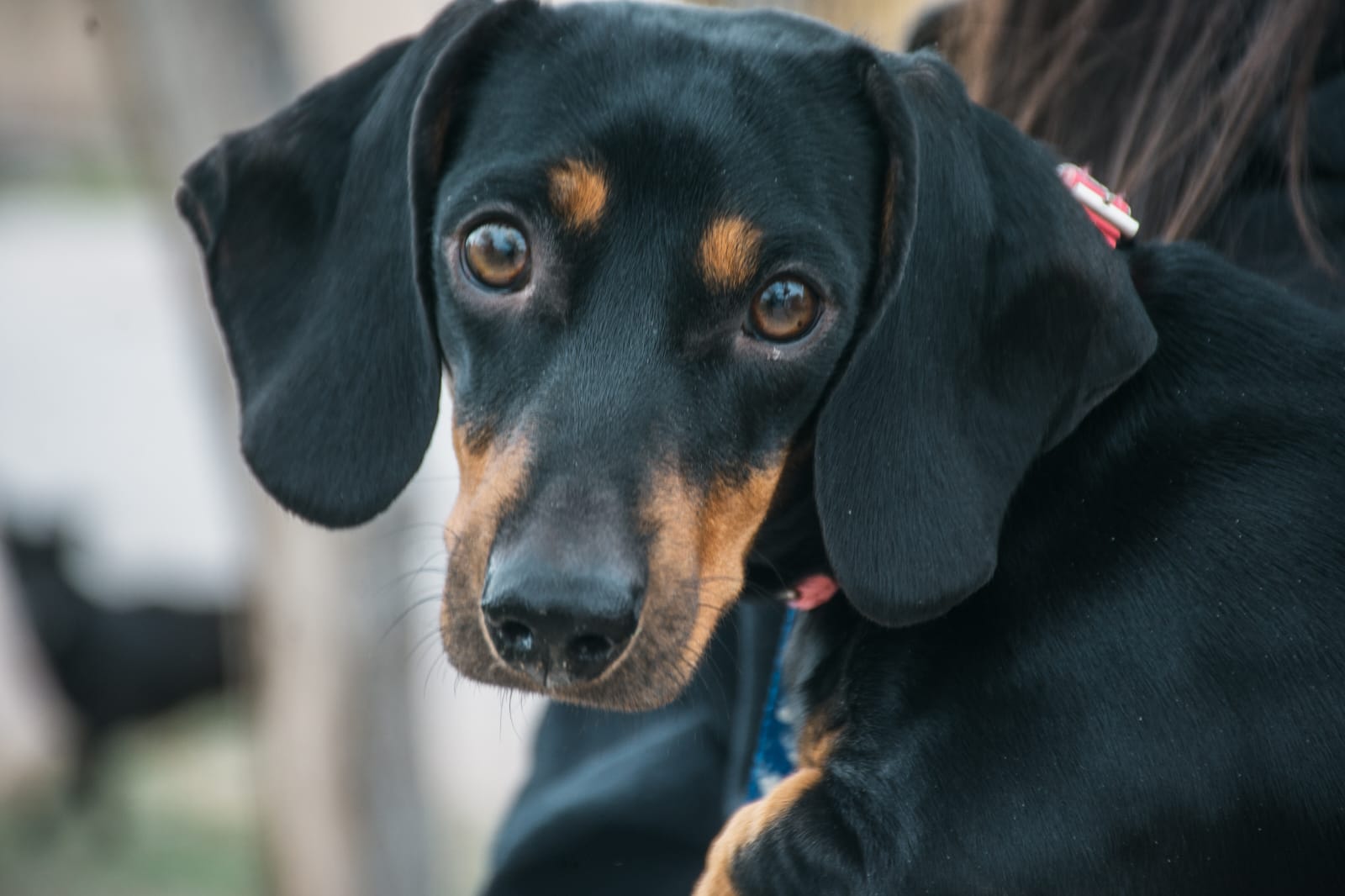 Rawson impulsa una nueva jornada de esterilización masiva para el cuidado de las mascotas