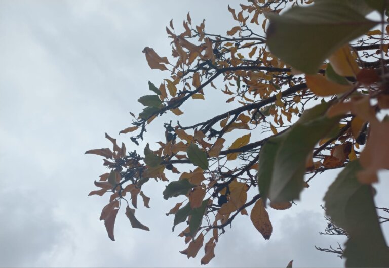 IMG-20260607-WA0050