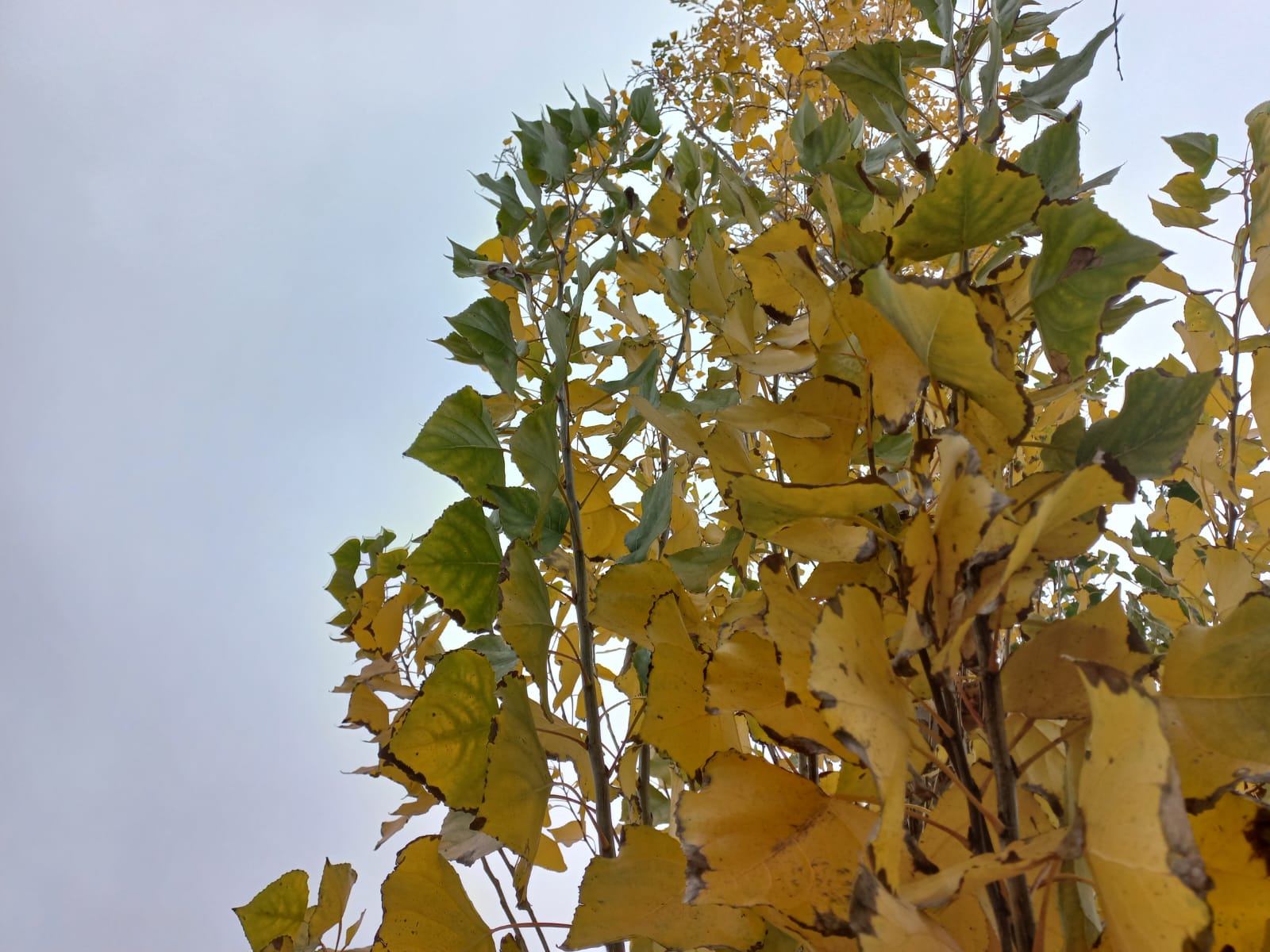 Otoño en estado puro: jornada fresca y con abundante nubosidad