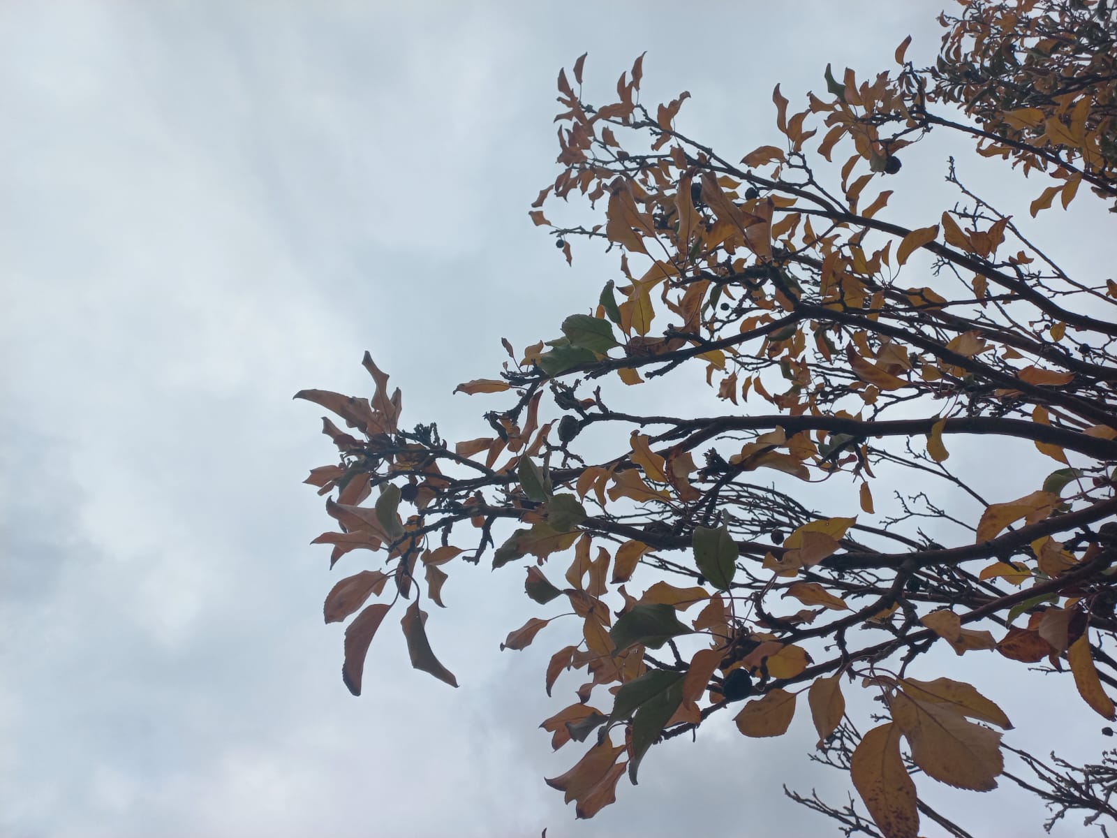 Miércoles gris: con el cielo mayormente nublado en San Juan