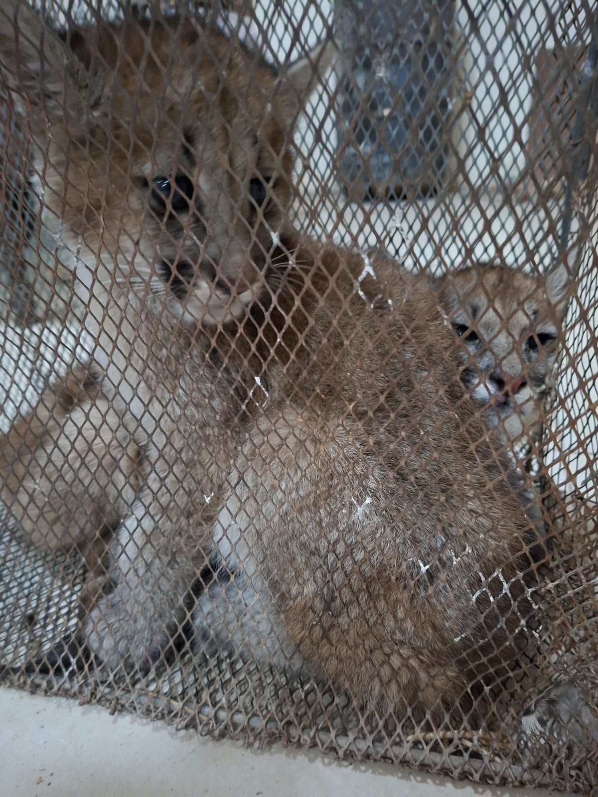 Sarmiento: rescataron cachorros de puma que tenían en cautiverio
