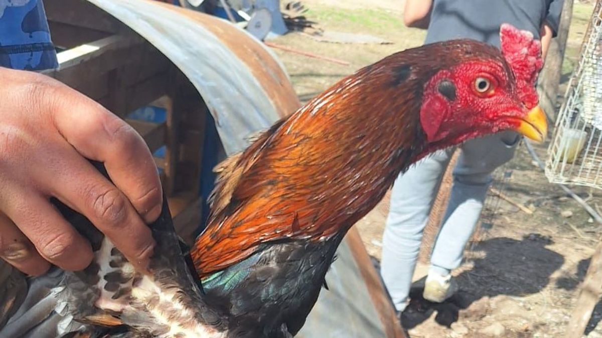 Importante allanamiento en el barrio Santa Rosa: secuestran numerosos gallos de riña