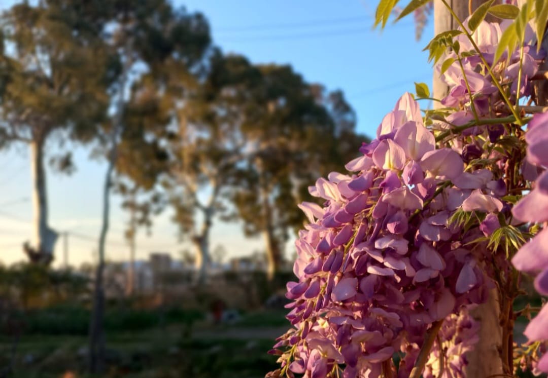 Primavera adelantada: este jueves la máxima será de 27°