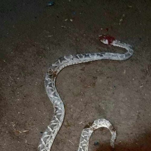 Una vecina encontró una víbora dentro de su casa en el barrio Palmares 9 de Julio