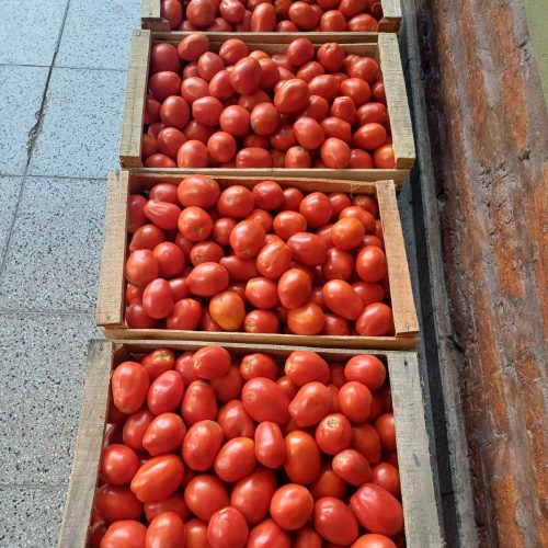 Salieron a la venta los mejores tomates de 9 de Julio