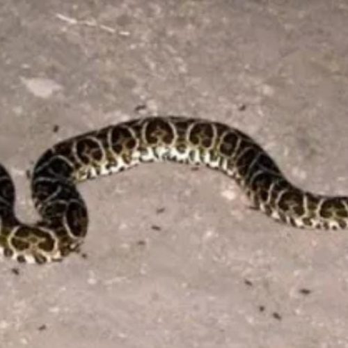 Apareció una víbora en un barrio de Santa Lucía