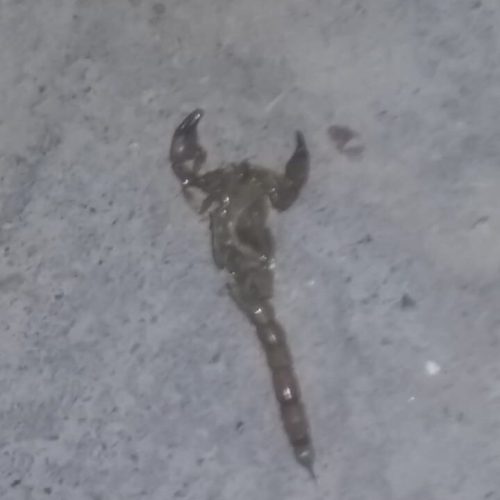 Encontró un alacrán en el dormitorio de sus hijos y pide que limpien el loteo Torino 9 de Julio