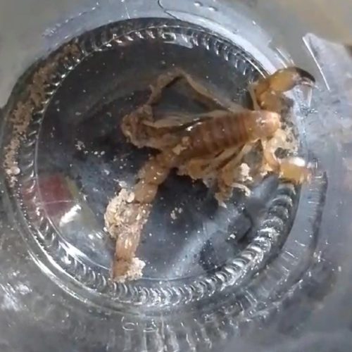 Aparecieron más Alacranes en la Majadita 9 de Julio