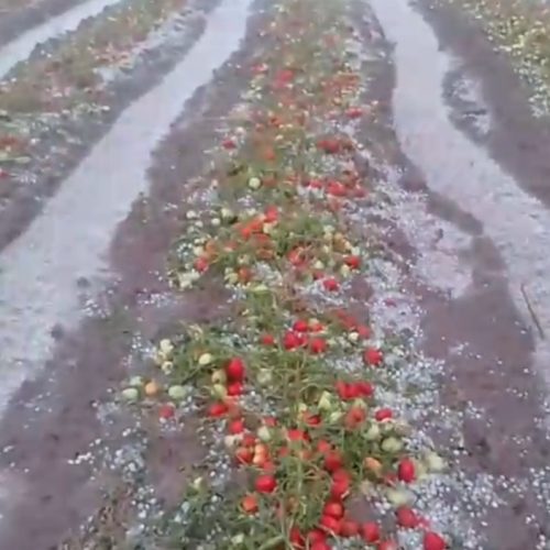 Mira como quedo la producción agrícola en 25 de Mayo después del granizo