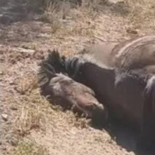 Aparecieron caballos sin cabeza en Caucete