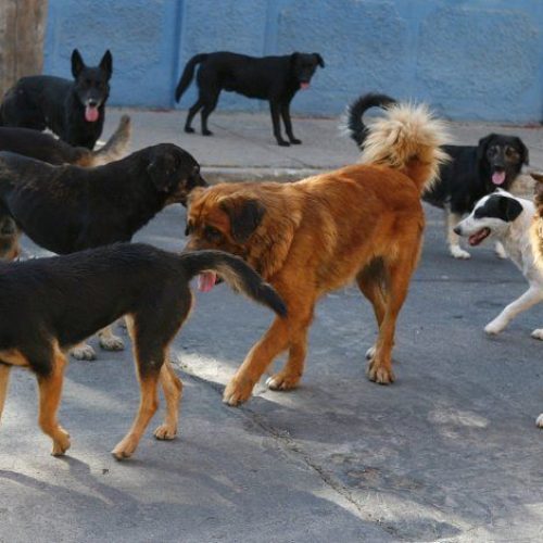 9 de Julio tiene una superpoblación de perros y nadie se hace cargo