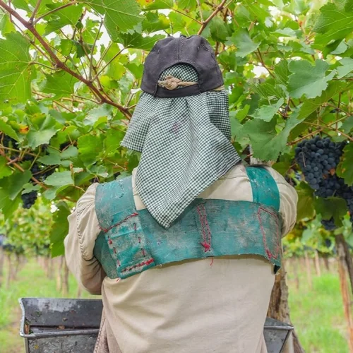 Trabajadores vitivinícolas de San Juan reclaman una paritaria más justa ante salarios por debajo de $700.000