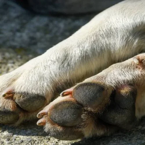 Continúa el maltrato animal: ahora atacaron a una perra con un machete