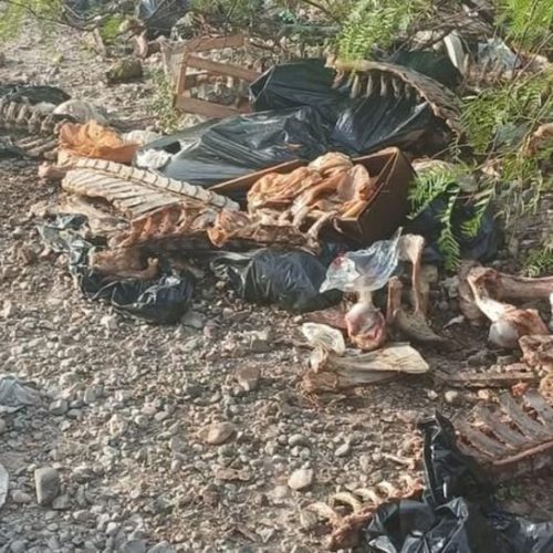 Otro “cementerio de caballos”, ahora en Pocito