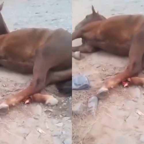 Sacrificaron al caballo que cayó de un camión tras la Cabalgata de la Fe