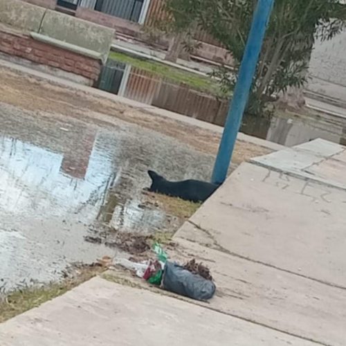 Murió un perro electrocutado en una plaza en Villa cabecera 9 de Julio