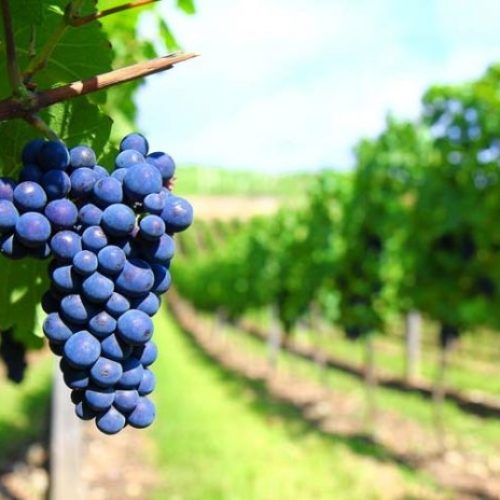 Día Mundial del Malbec: una variedad redefinida por Luigi Bosca desde 1901