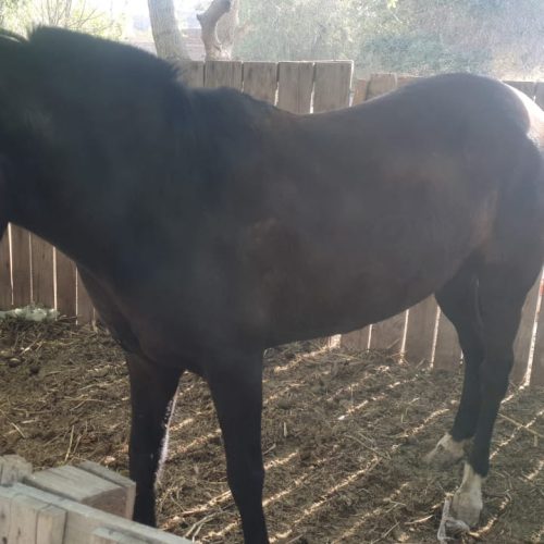 El juez de paz de 9 de Julio, le regalo un manso caballo para la “Escuela de Enologia “