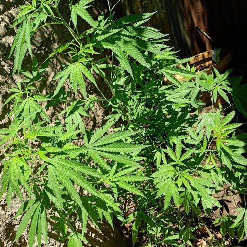 9 de Julio, por cada barrio hay una familia que vende drogas