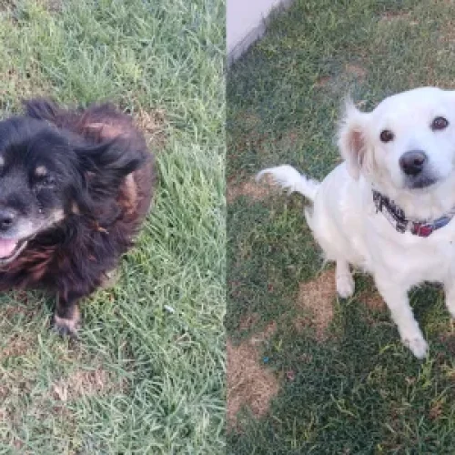 En San Martín, pedirán justicia por los perritos que fueron abusados por su dueño
