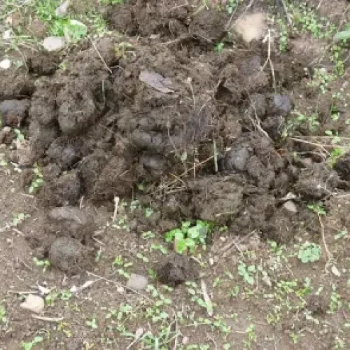En Pocito, vecinos del B° Bella Vista denuncian un fuerte olor a guano en la zona