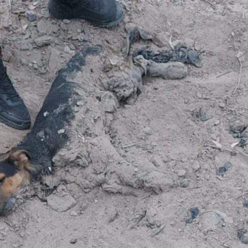 Murió el perrito rescatado del alquitrán en Chimbas