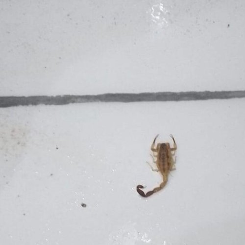 Alerta: Aparecieron muchos alacranes en Alto de Sierra 9 de Julio