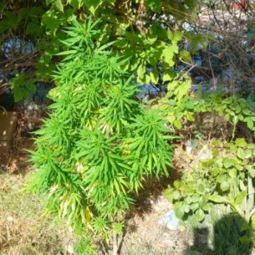 Secuestran plantas de marihuana durante un allanamiento en Santa Lucía