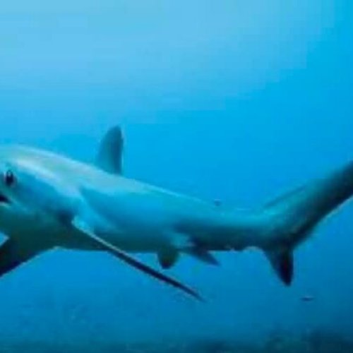 En chile: preocupación por el tiburón zorro que apareció en costas de Coquimbo