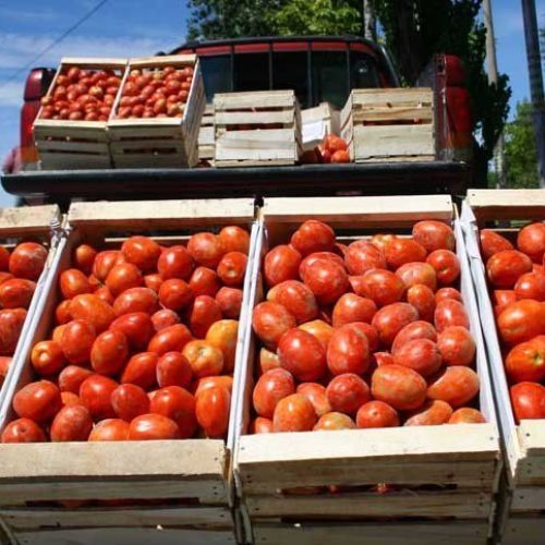 “El tomate con el precio por las nubes”