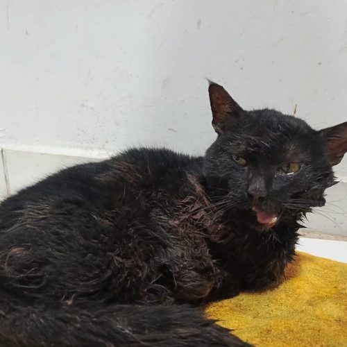 Un gatito fue mordido por un perro en la cara y necesita de la ayuda de los vecinos de 9 de Julio