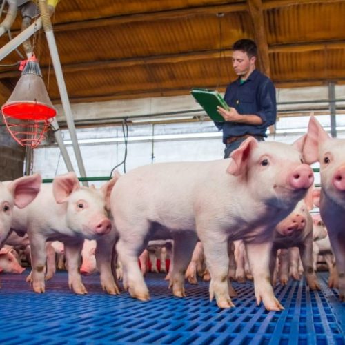 La producción porcina aumentó un 25% en la provincia
