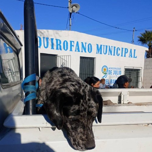 Insultos, Incidentes y amenazas en el quirofano municipal de 9 de Julio