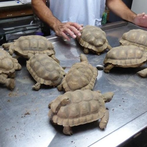 Entregaron 9 tortugas que fueron criadas en cautiverio