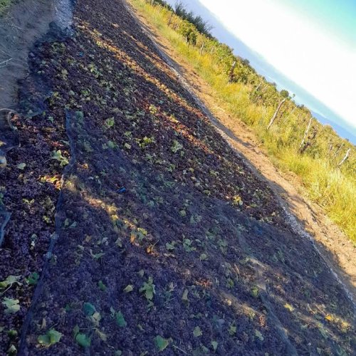 Hablo Vanesa Cassab y se refirió al robo de pasas que sufrieron, superó los 6000KG.