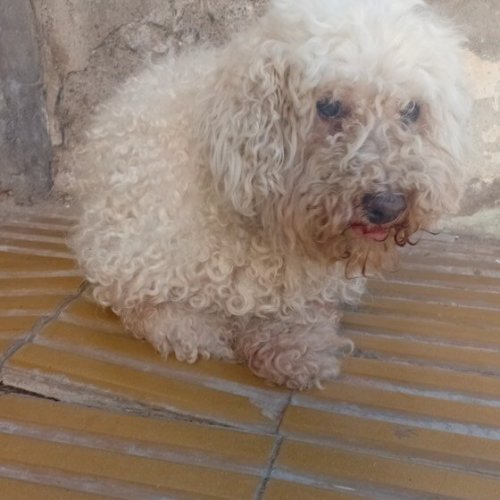 Un metalúrgico de Pocito habría violado un perro