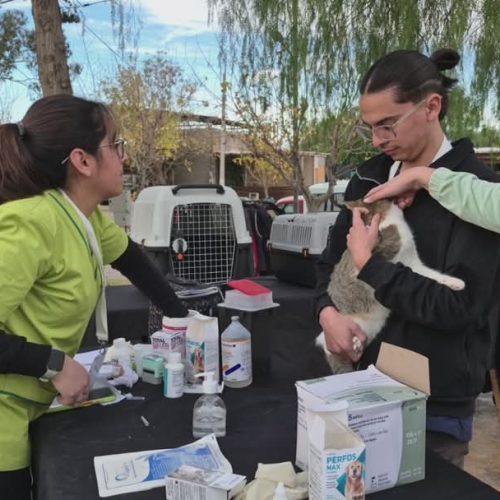 San Martín celebró el Día del Perro Sin Raza con compromiso, amor y conciencia ambiental