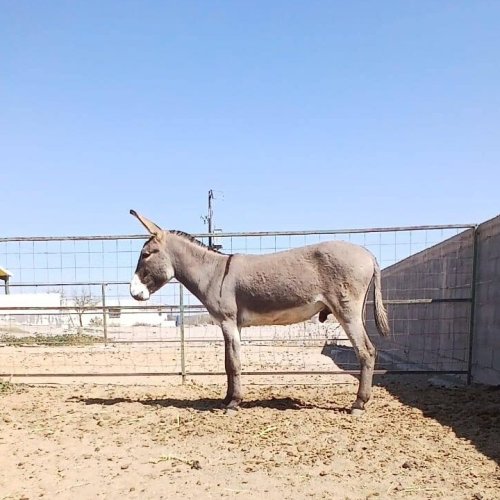 Roban un burro en 25 de Mayo y lo encuentran faenado: Según fuentes policiales calculan que fue a parar algún estofado