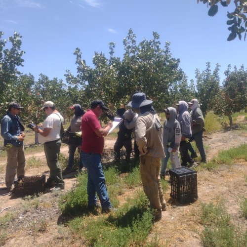 Son millonarias las ganancias de los exportadores de Pistacho, pero no cumplen con los trabajadores rurales, sueldos bajos en negro y sin la ropa adecuada