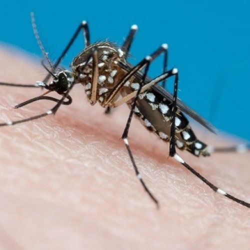 Campaña de prevención del Dengue en Santa Lucía