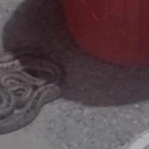 Encontraron una serpiente en un club de donde funciona una colonia de verano