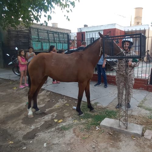 Caucete: la policía rural encontró 3 caballos robados